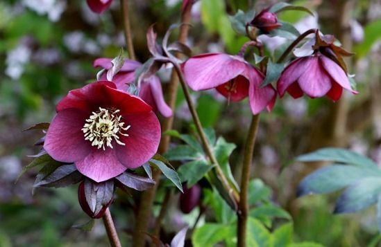 9 Helleborus x hybridus