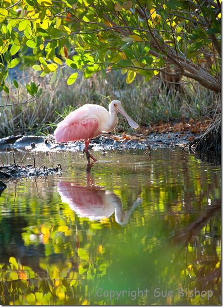 roseate spoonbill