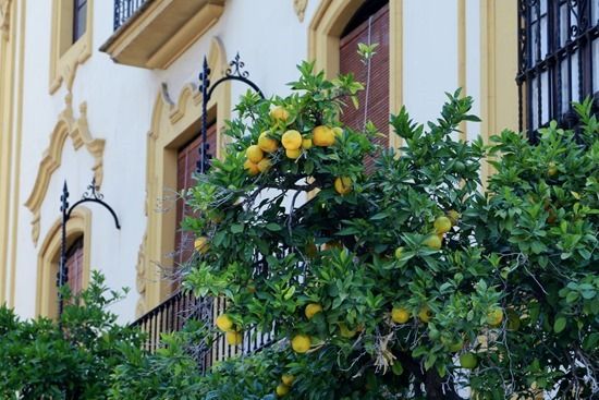 8 Seville oranges (1280x855)