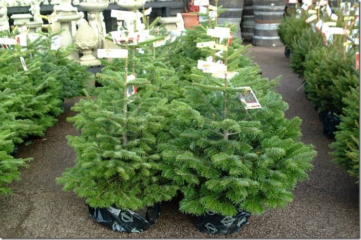 3 potted Christmas Trees 