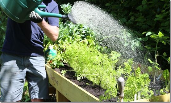 5 Watering with a liquid fertiliser 