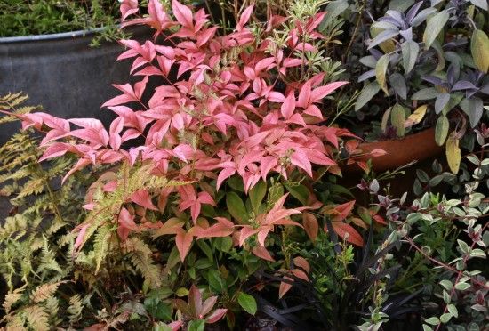 Nandina 'Obsession'