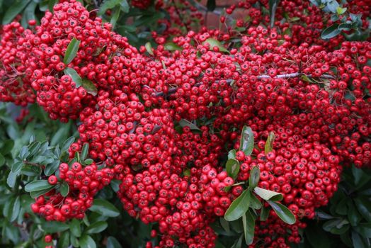 Pyracantha - red