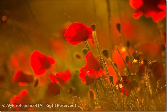 Depth of Field Explained, Understanding Deepth of Field, DOF, Aperture, 