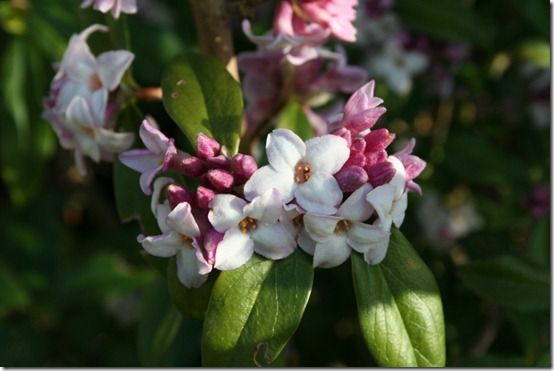 Daphne 'Jacqueline Postill' 2