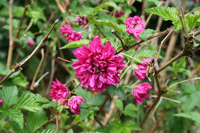 Rubus 'Olympic Double'