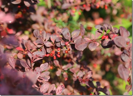 Berberis thunbergii 'Rose Glow' 