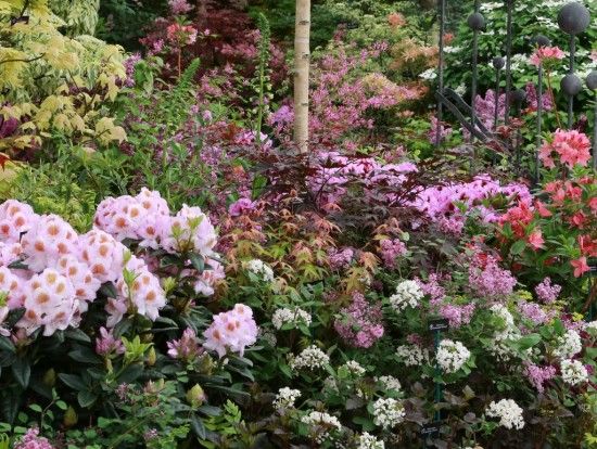 Acer Red Wine with Rhododendron Mrs T H Lowinsky 