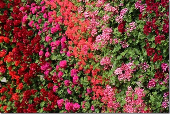 Trailing pelargonium wall 