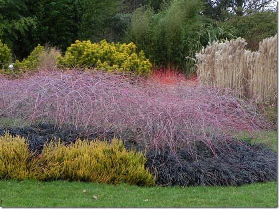 Rubus 'Golden Vale' and Ophiopogon