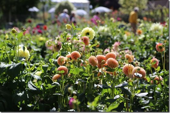 Admiring the dahlias 