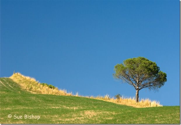 single tree, tuscany