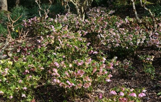 5 Hellebores under Hydrangea paniculata