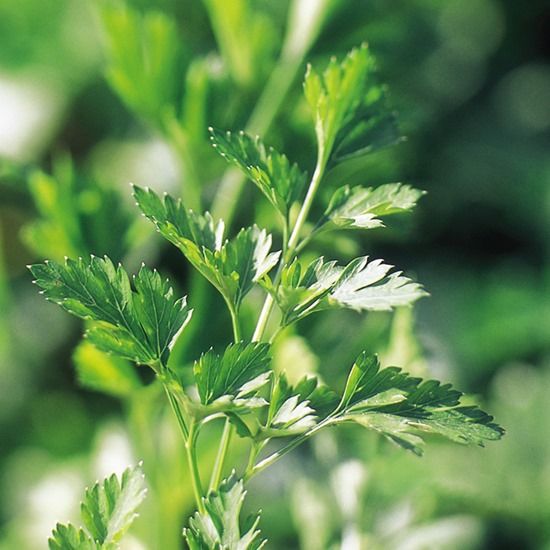 4 Flat leaved parsley