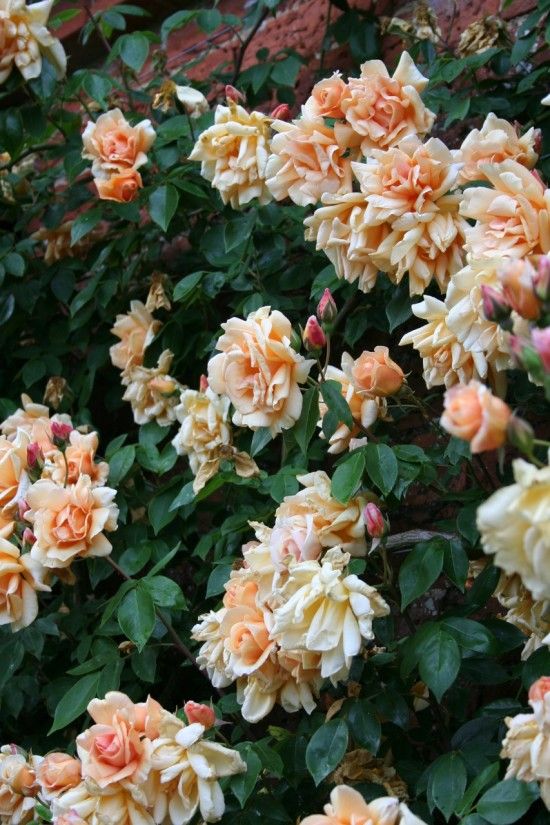 Rosa 'Crespescule'