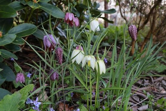 2 Fritillaris meleagris