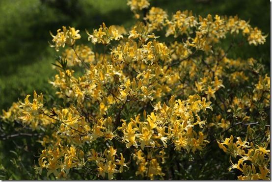 Rhododendron luteum