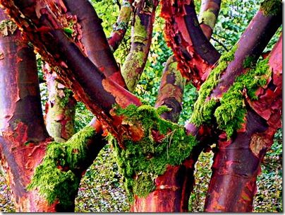 Acer griseum Big  