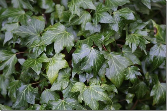 7 Hedera 'Green Ripple'