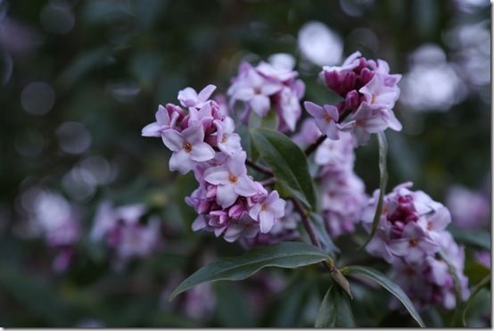 Daphne bholua 'Jacqueline Postill'