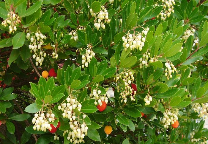 Arbutus unedo 'Atlantic'
