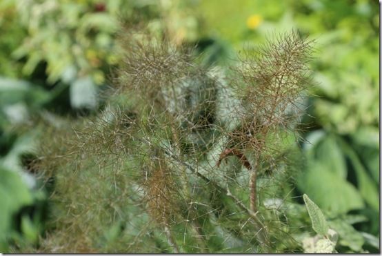 4 Bronze Fennel 