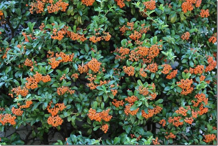 8 Pyracantha (1280x853)