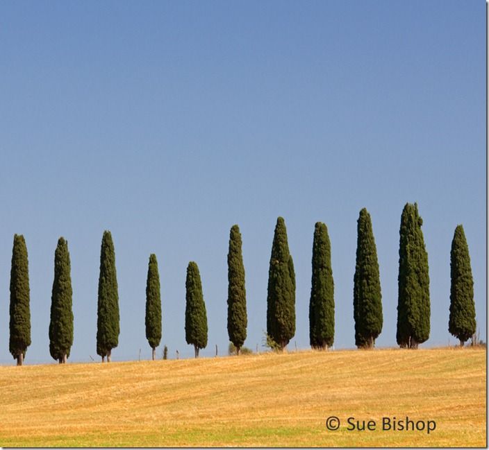 line of cypress tree, tuscany