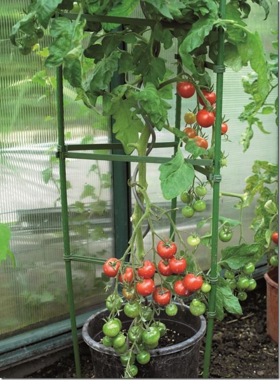 07419-Tomato Cage in situ