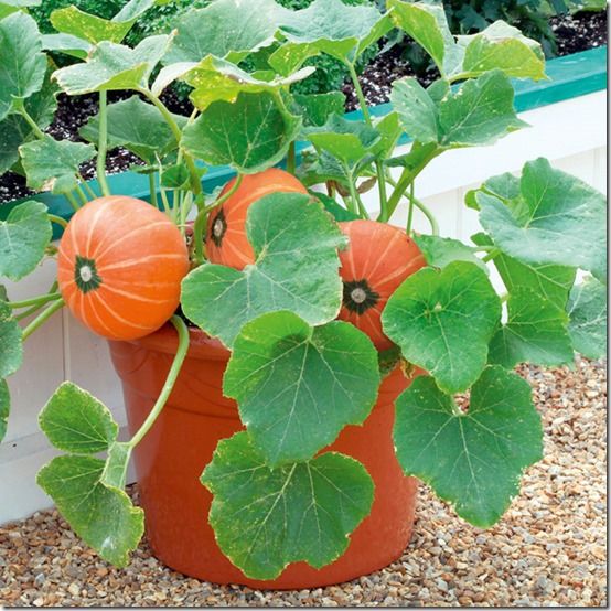 The best vegetables to grow in a grow bag - Suttons Gardening Grow How