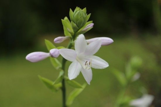 10 Hosta 'Guacamole'