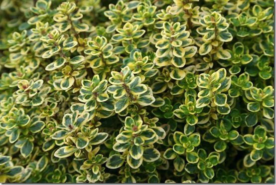 Lemon thyme