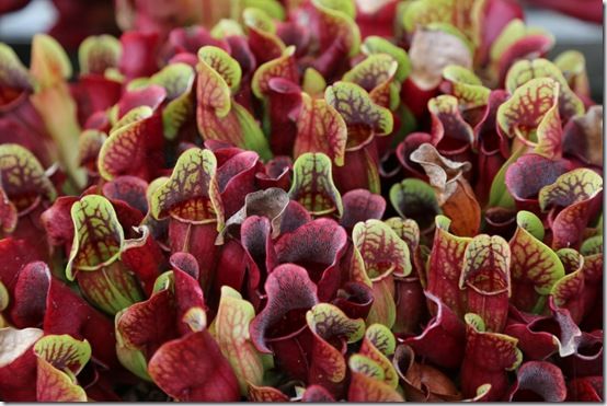 Sarracenia purpurea subsp. purpurea