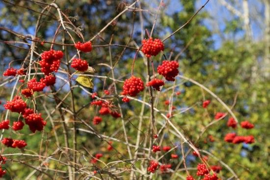 9 Viburnum opulus (1280x853)