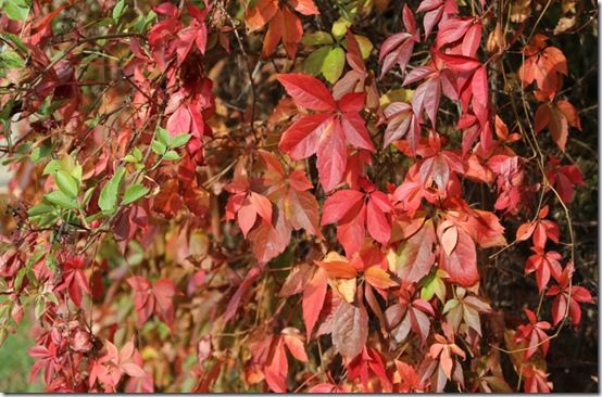 Parthenocissus quinquifolia 