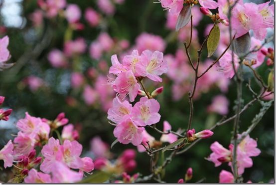 Rhododendron 'Airy Fairy'