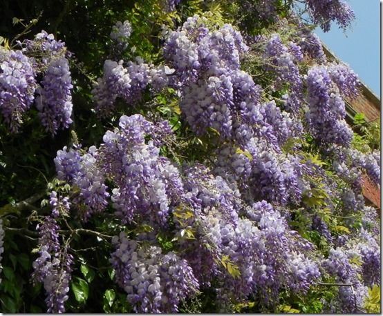 Wisteria sinensis 2