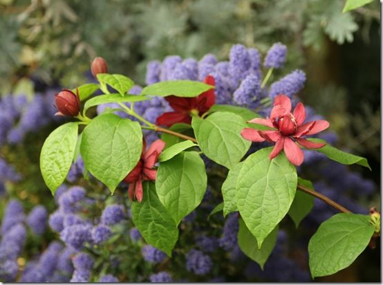 2 Calycanthus raulstonii 'Hartlage Wine' 