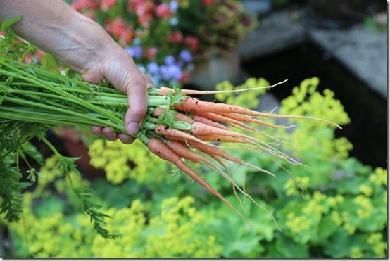 7 Young carrots 