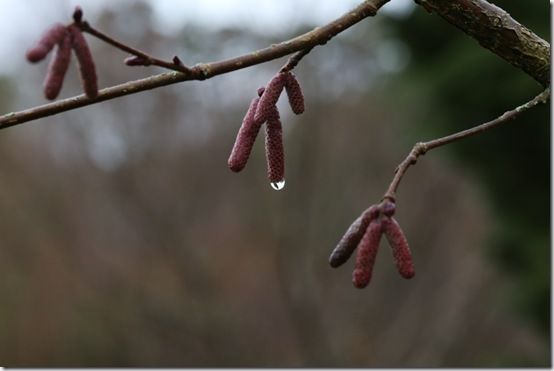 Corylus