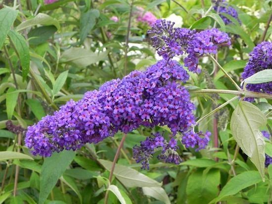 5 Buddleja davidii 'Griffin Blue'