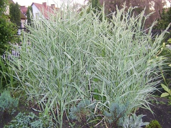 Phalaris arundinacea 'Feesey'