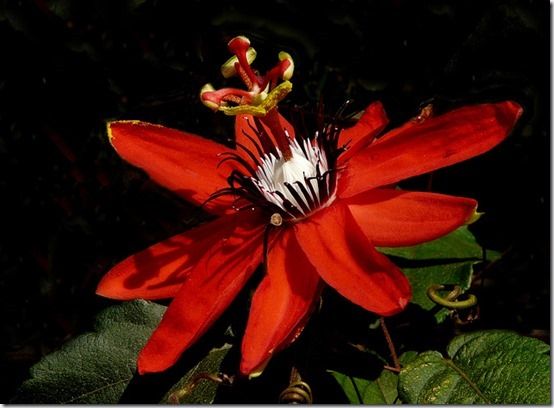 Red Passion Flowers