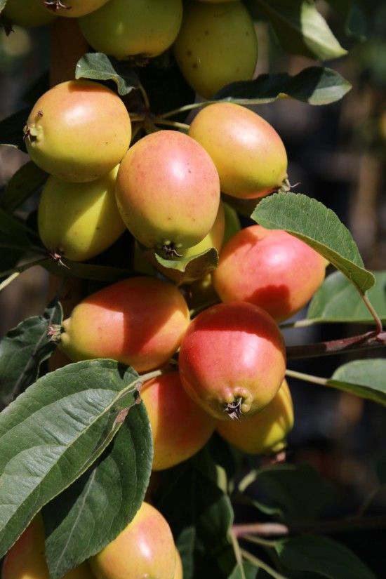 Malus 'John Downie'