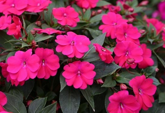 3 Impatiens Big Bounce