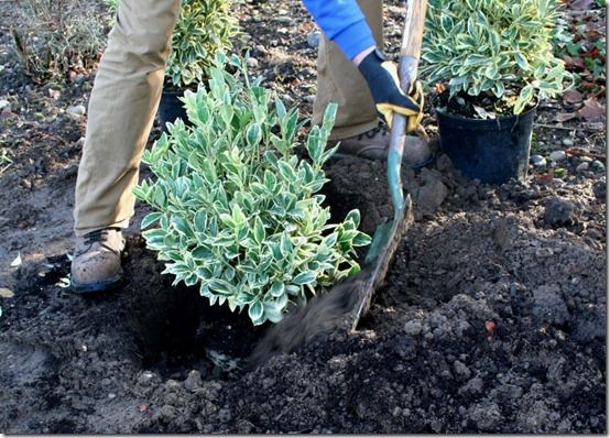 37. Backfill with compost and soil