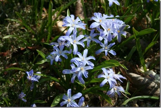 Chionodoxa forbesii