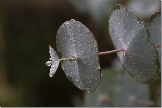 eucalyptus perenniana