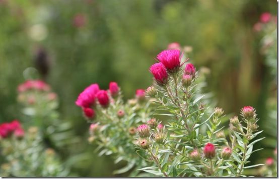 Aster 'Alma' Potschke'