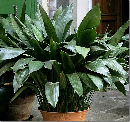 Aspidistra elatior